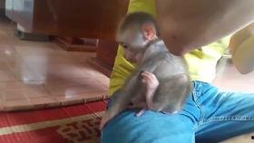 猴子吃瓜搞笑视频,欢乐无限，搞笑视频来袭！