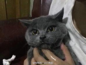 吃瓜群众害死猫视频,猫咪意外离世引深思