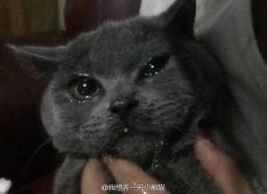 吃瓜群众害死猫视频,猫咪意外离世引深思