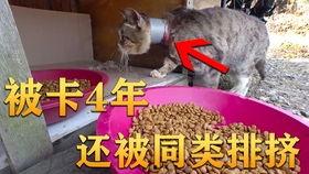 吃瓜基地视频,一场视觉盛宴的幕后故事