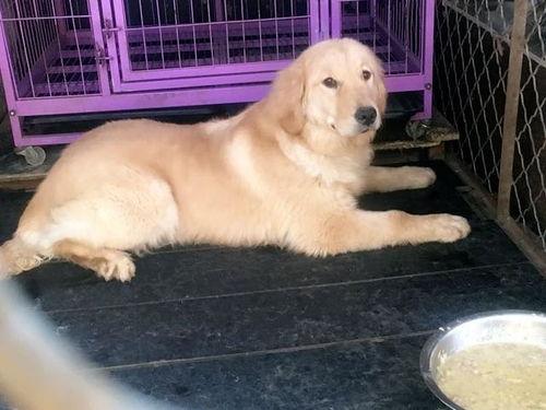 吃瓜女生和金毛狗的视频,吃瓜女生与金毛狗的欢乐互动瞬间