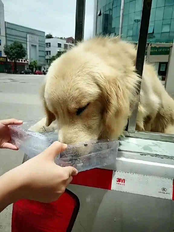 吃瓜女生和金毛狗的视频,吃瓜女生与金毛狗的欢乐互动瞬间