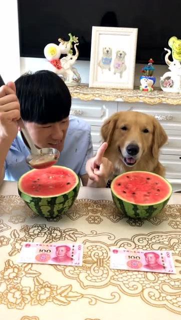 吃瓜女生和金毛狗的视频,吃瓜女生与金毛狗的欢乐互动瞬间