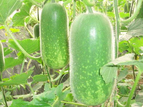 农村老家吃瓜视频大全,视频大全回顾