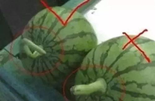 吃瓜怎么做不发黑呢视频,轻松避免吃瓜变黑小技巧