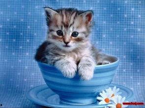 小猫咪可以吃酥瓜嘛视频,猫咪的新宠？揭秘小猫咪能否享用酥瓜