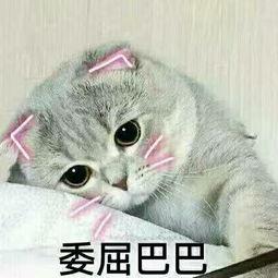 小猫咪可以吃酥瓜嘛视频,猫咪的新宠？揭秘小猫咪能否享用酥瓜