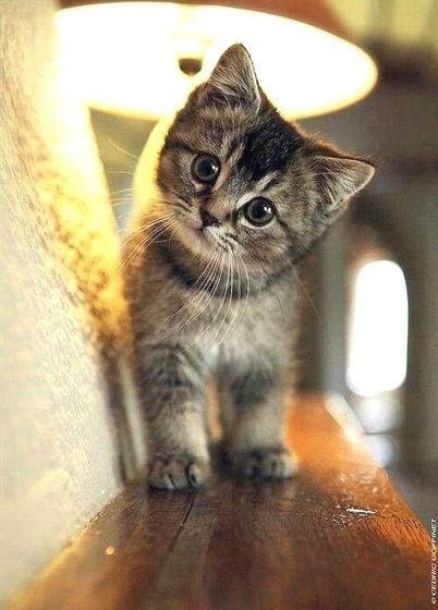 小猫咪可以吃酥瓜嘛视频,猫咪的新宠？揭秘小猫咪能否享用酥瓜