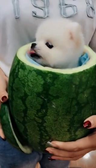 吃瓜小可爱视频在线观看,热门视频在线观看攻略