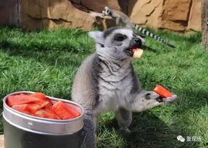 动物吃瓜视频合集,动物吃瓜视频合集趣味盘点