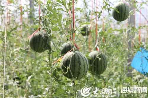 菏泽翰林吃瓜视频