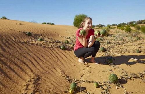 大漠瓜客免费吃瓜视频,揭秘沙漠中的甜蜜诱惑