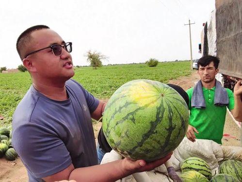 大漠瓜客免费吃瓜视频,揭秘沙漠中的甜蜜诱惑