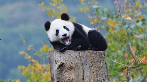 喂熊猫吃哈密瓜好吗视频,揭秘熊猫吃哈密瓜的趣味瞬间